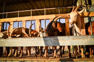 Naot Goat Farm Milking Goats Stand