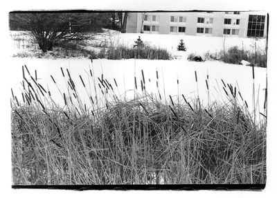 Cattails