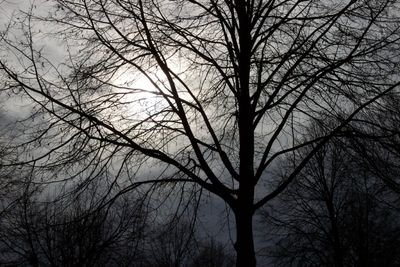 Winter Trees