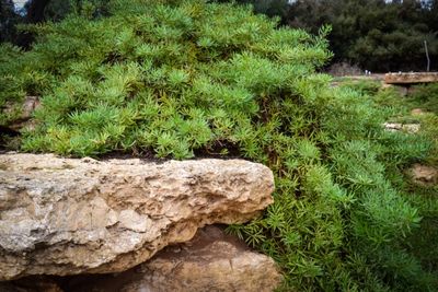 Ben Gurion Grave Plants