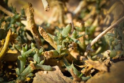 Masada Succulent