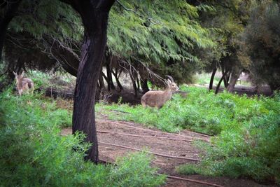 Ben Gurion Grave Ibex