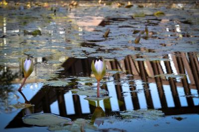 Rabin Square Water Lillies