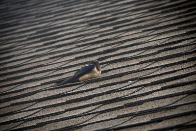 Swallow