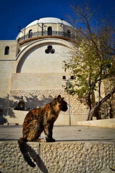 Jerusalem Cat