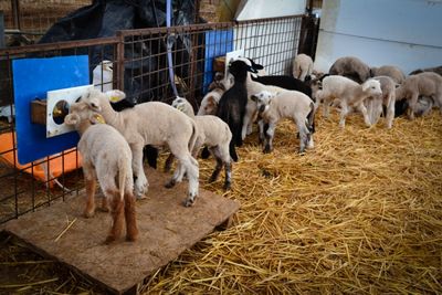 Naot Goat Farm Feeding Goats