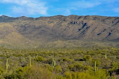 Saguaro National Park 2