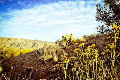Saguaro National Park 9
