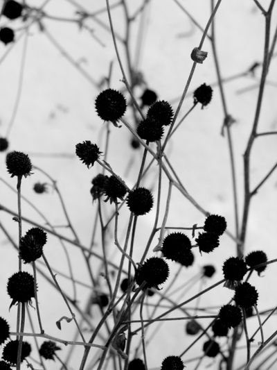 Black and White Flowers