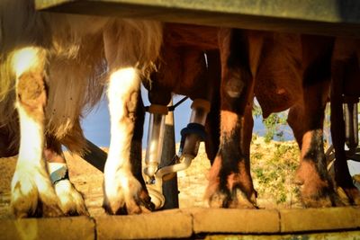 Naot Goat Milking