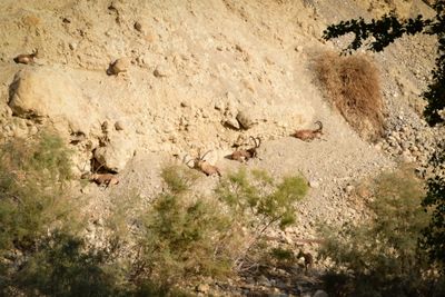 Ein Gedi Ibex