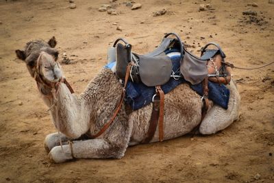 Bedouin Camel Ride