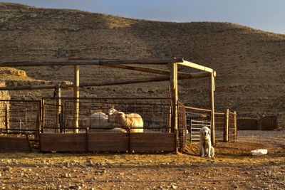 Naotfarm Sheep Dog