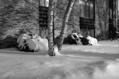 Birch Tree and Brick Building
