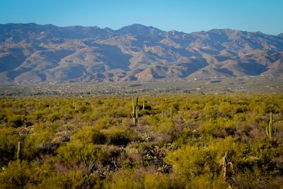 Saguaro National Park