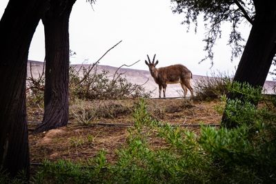 Ben Gurion Grave Ibex2