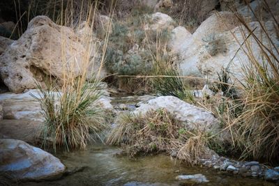 Ein Gedi Stream2
