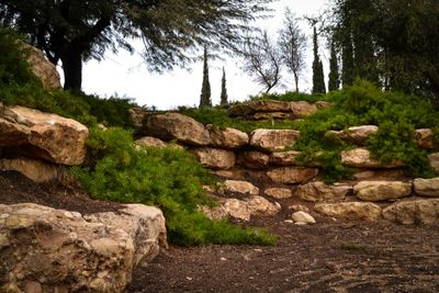 Ben Gurion Grave Rocks Plants