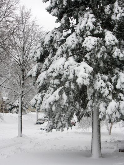 Snow Trees
