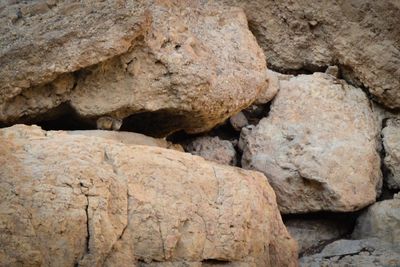 Ein Gedi Rodents