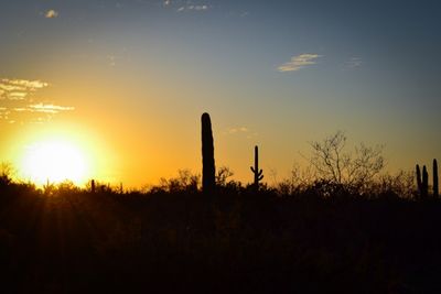Saguaro National Park 4