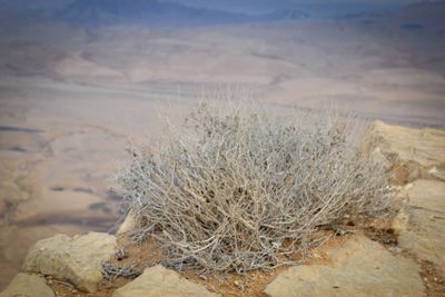 Ramon Crater Plant Cliff