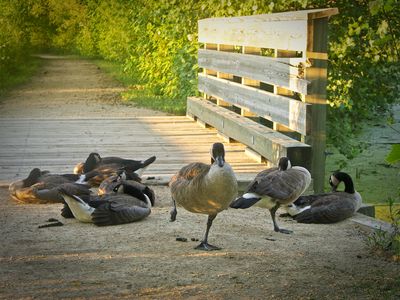 Fancygeese