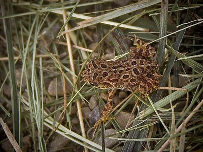 Toad