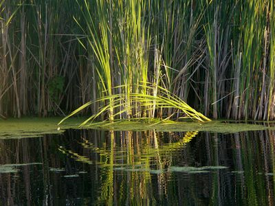 Reeds