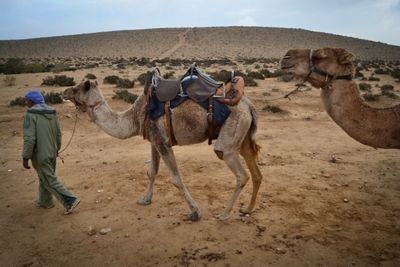 Bedouin Camel Ride2