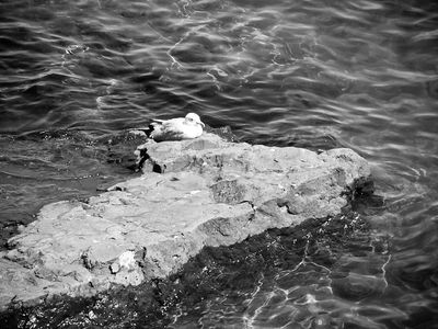 Seagull