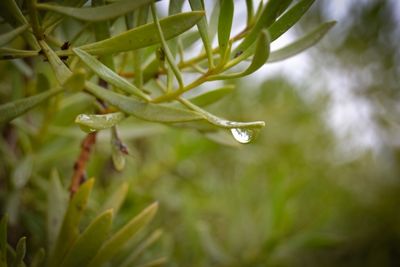 Ben Gurion Grave Waterdrop