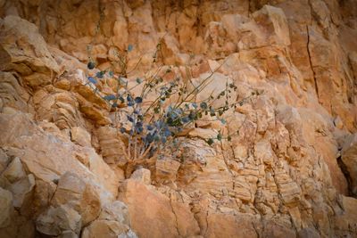 Masada Plant
